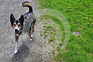 Happy dog on a walk