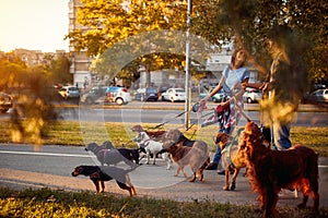 Happy dog walker walking with a group dogs in the park