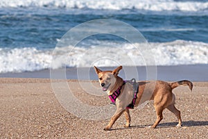 A happy dog walking along the beach