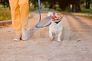 Happy dog walking on leash with woman at evening park during sunset