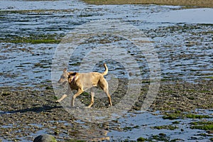 Happy Dog Walking on Mudflats