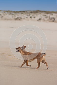 Happy dog walking in a sand dune along the beach