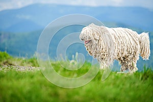 Happy dog walks in the mountains. Hungarian puli dog