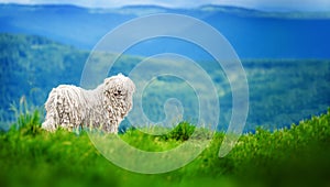 Happy dog walks in the mountains. Hungarian puli dog