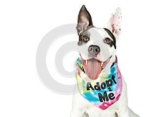 Happy Dog Wearing Adopt Me Bandana photo