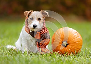 Happy dog wearing a scarf and sitting with a thanksgiving pumpkin in autumn