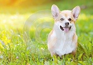 Happy dog Welsh Corgi Pembroke on the grass in summer