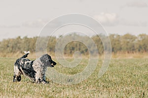Happy dog with a wooden stick in its mouth is running across a field