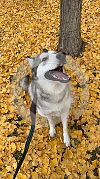 Happy dog in yellow autumn leaves