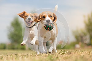 Happy dogs having fun