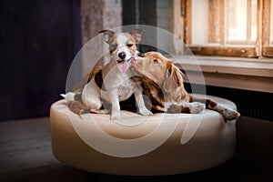 Happy dogs Jack Russell Terrier and Nova Scotia Duck Tolling Retriever lying on a leather pouffe at a wooden window