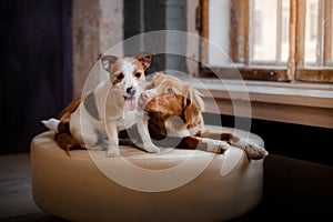 Happy dogs Jack Russell Terrier and Nova Scotia Duck Tolling Retriever lying on a leather pouffe at a wooden window