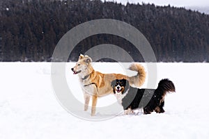 Happy dogs playing in the snow with alpine mountain backdrop, Aussie Shepard, pets, canine.