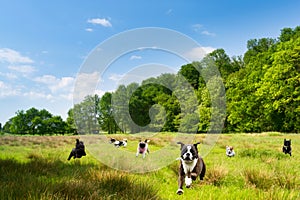 Happy dogs romping in a field