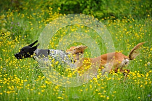 Happy dogs running through a meadow with buttercups