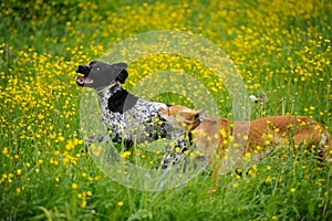 Happy dogs running through a meadow with buttercups