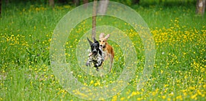 Happy dogs running through a meadow with buttercups