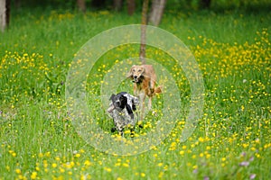 Happy dogs running through a meadow with buttercups