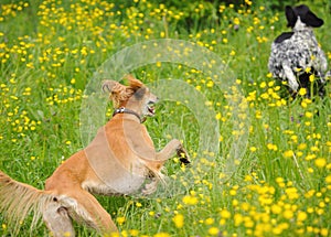 Happy dogs running through a meadow with buttercups