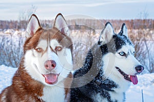 Happy dogs siberian husky. Closeup portrait. Funny snow Dogs face.