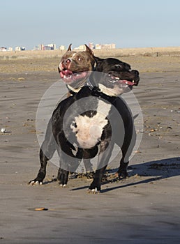 Happy dogs smiling american bully. Perros felizes. ÃÂ£ÃÂ»Ãâ¹ÃÂ±ÃÂºÃÂ° ÃÂÃÂ¾ÃÂ±ÃÂ°ÃÂºÃÂ¸.ÃÂ£ÃÂ»Ãâ¹ÃÂ±ÃÂ°ÃÅ½Ãâ°ÃÂ°ÃÂÃÂÃÂ ÃÂÃÂ¾ÃÂ±ÃÂ°ÃÂºÃÂ° photo