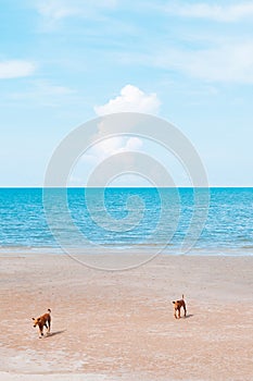 Happy dogs on tropical beach blue ocean horizon and clear sky in summer