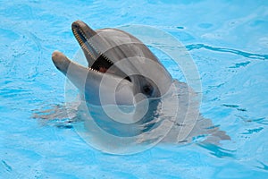 Happy dolphin photo