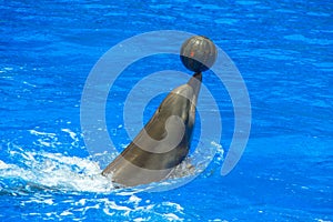 Happy dolphin with ball in the water