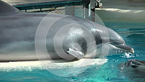 Happy dolphin in the blue water of the swimming pool