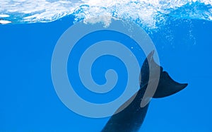 Happy dolphin in dolphinarium under the blue water