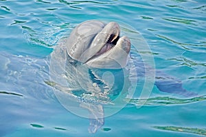 Happy dolphin emerged from the water. swimming with marine animals.