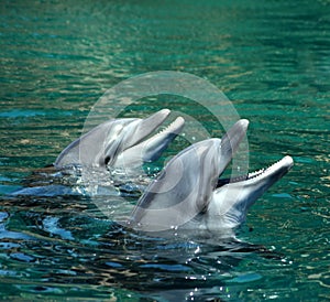Pair of dolphins photo