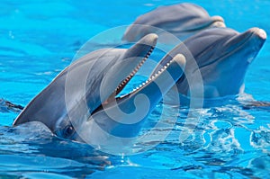 Contento delfini 