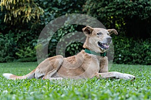 Happy domestic dog is lying on the green grass in the park