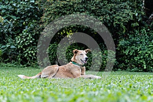 Happy domestic dog is lying on the green grass in the park