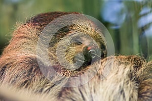 Happy dream. Soft dreamy image of cute sloth animal sleeping