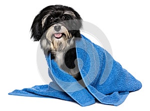 Happy dry havanese puppy dog after bath is dressed in a blue tow