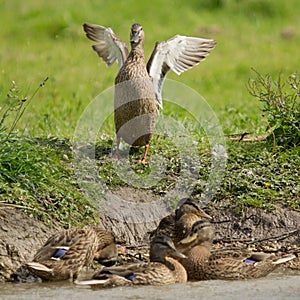 Happy Duck