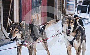 Happy and eager Alaskan husky sled dogs ready for action on a cold winters day.