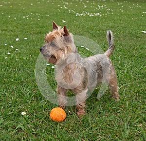 Happy, eager Yorkshire terrier dog standing alert on grass in park with a rubber ball