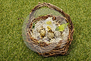 Happy Easter background. Quail eggs in a wicker basket on fresh sunny green grass