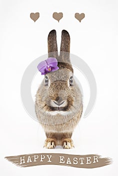 Happy easter bunny with flower