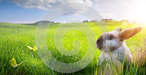Art Happy Easter; Easter Bunny on Flowering spring Field