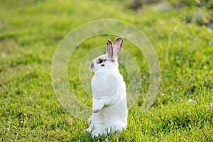 Happy Easter Bunny with grass at nature. Cute hare. Little rabbit on green grass. Rabbit sitting on grass in garden, Cute bunny