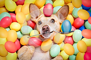 Happy easter dog with eggs