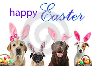 Happy Easter. Colorful eggs and cute dogs with bunny ears headbands on white background photo