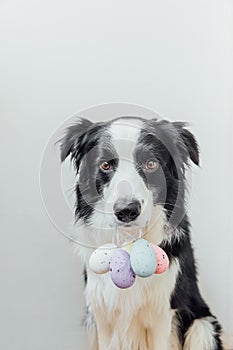 Happy Easter concept. Preparation for holiday. Cute puppy dog border collie holding Easter colorful eggs in mouth