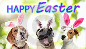 Happy Easter. Cute dogs with bunny ears headbands outdoors