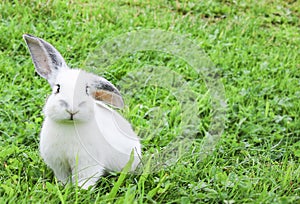 Cute little rabbit on a meadow looking curious
