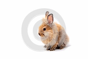 Happy Easter Day. Brown rabbit on white background. Cute Brown baby bunny on white background